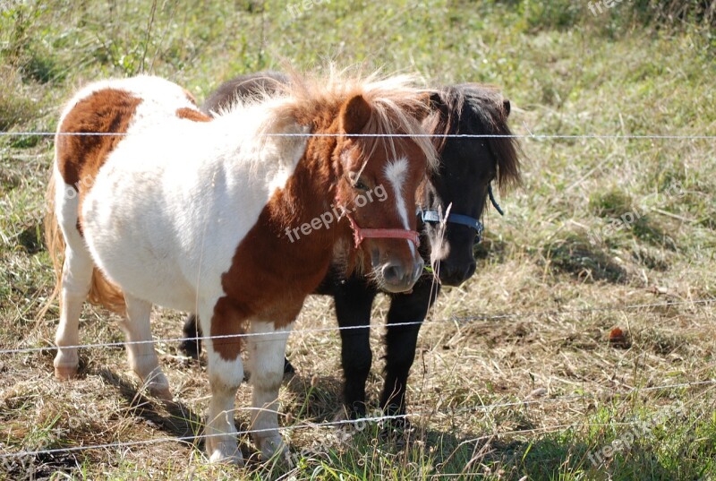 Ponies Small Horses Coupling Ride