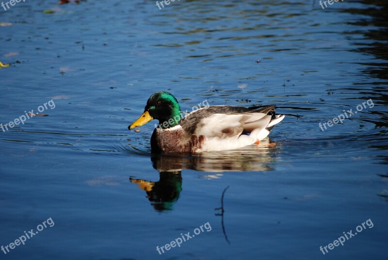 Duck Mallard Male Waters Drake