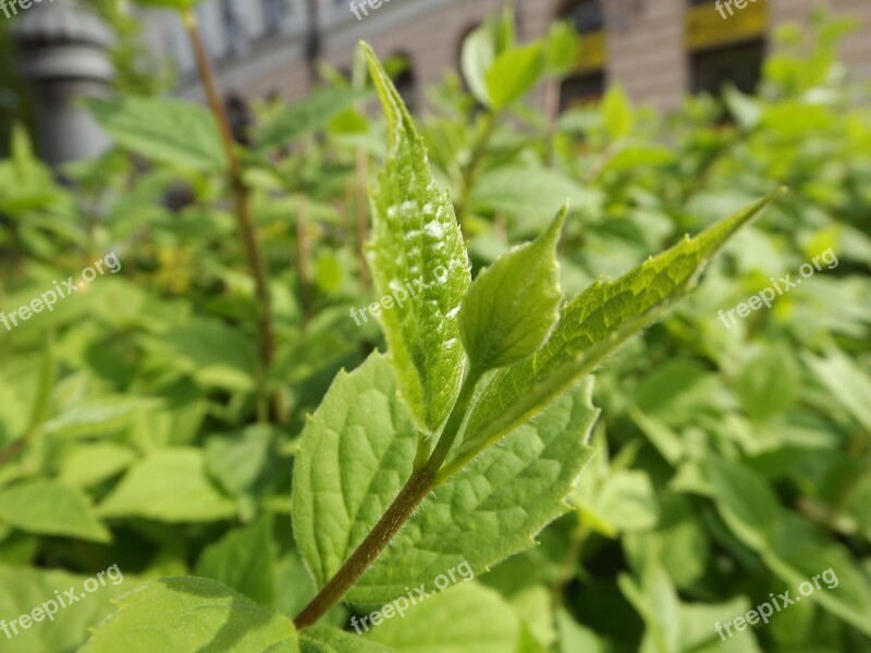 Green Foliage Bush Macro Debrecen Hungary