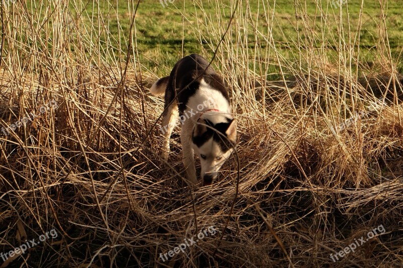 Siberian Husky Husky Dog Animal Sled Dog