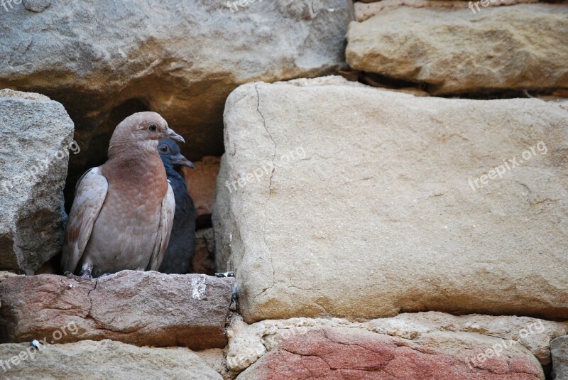 Pigeons Pair Birds Nature Whisper Sweet Nothings