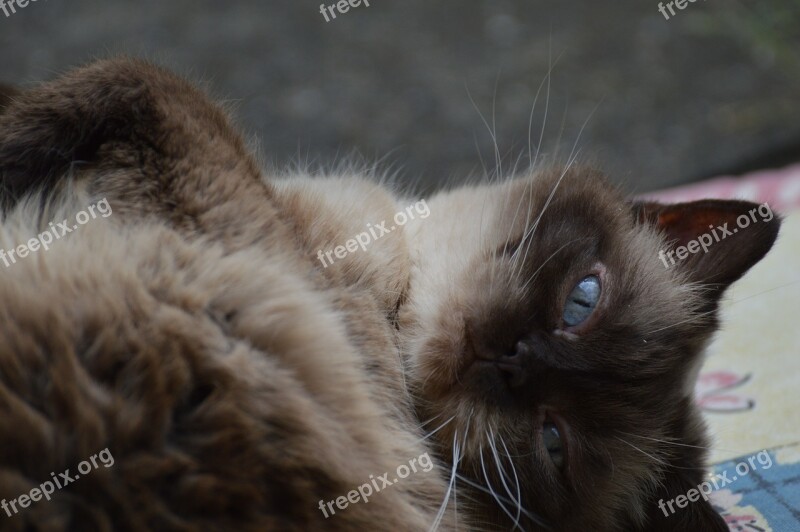 Cat British Shorthair Mieze Thoroughbred Dear