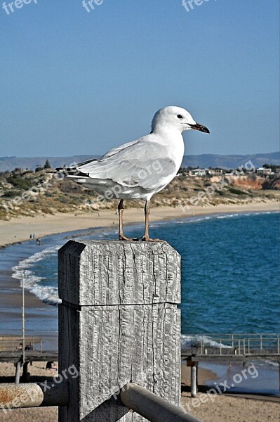 Gull Sea Bird Nature Ocean