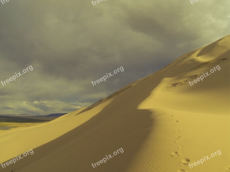 Ferns Desert Suburbs Mongolia Travel