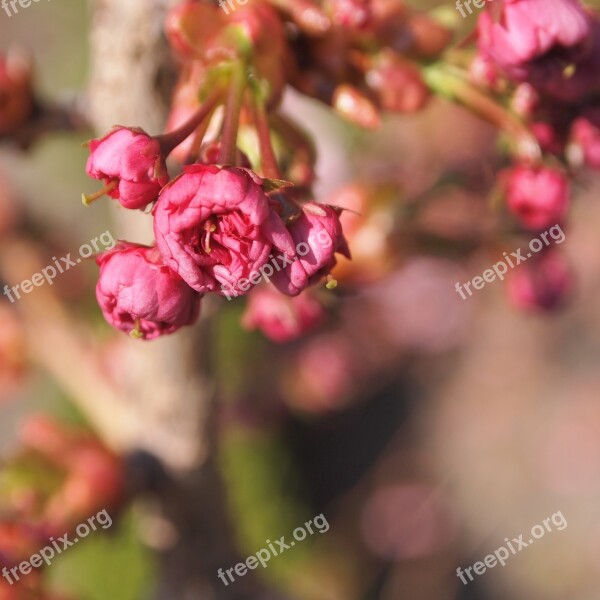 Blossom Buttons Pink Prunus Spring