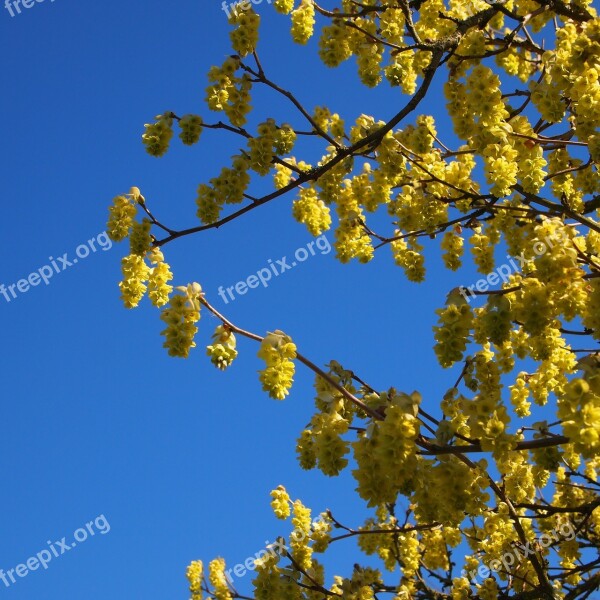 Blossom Yellow Blue Sky Spring Bloom