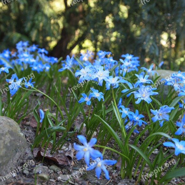 Blue Flowers Spring Garden Nature Netherlands