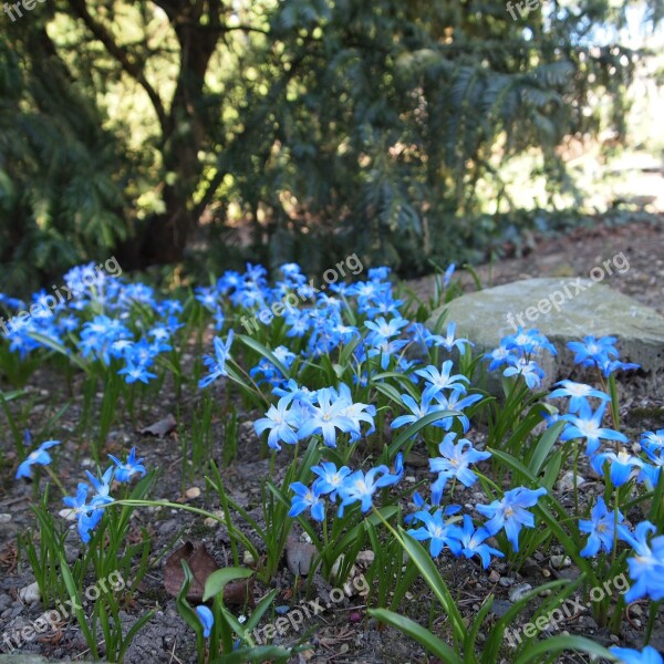 Blue Flowers Bolplant Garden Spring Nature