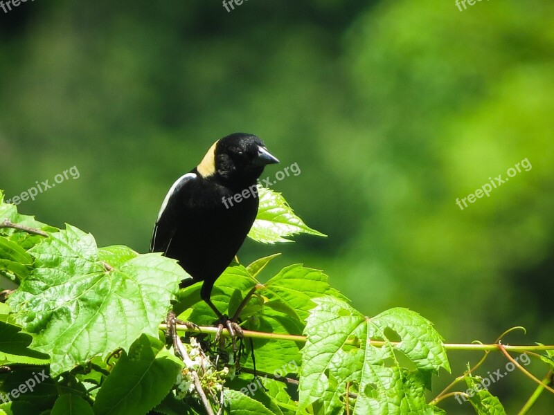 Birds Blackbirds Bobolink Nature Birding