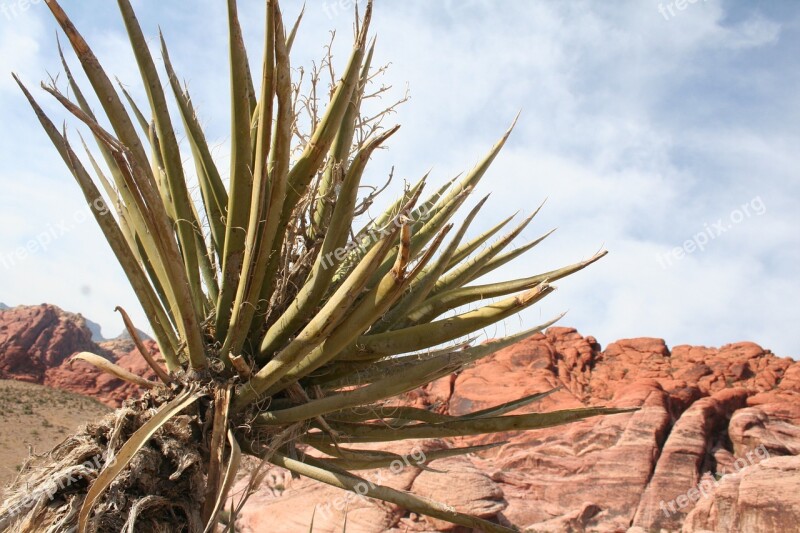 Desert Red Rock Canyon Plant Nevada Las Vegas