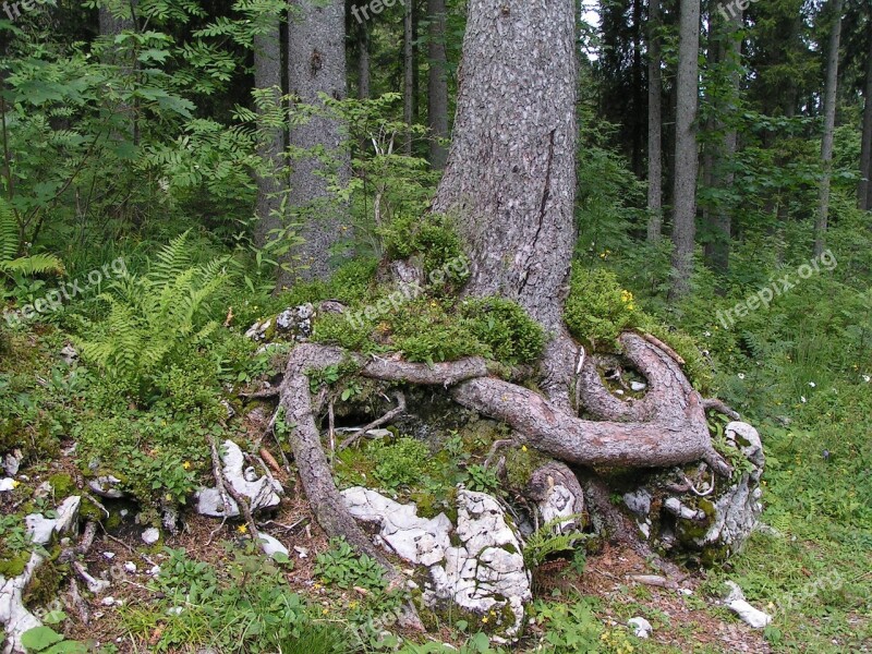 Tree Root Stones Forest Free Photos