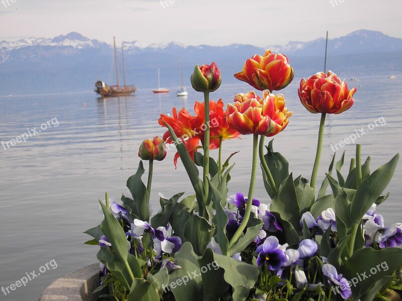 Lake Geneva Tulips May Galley Morges