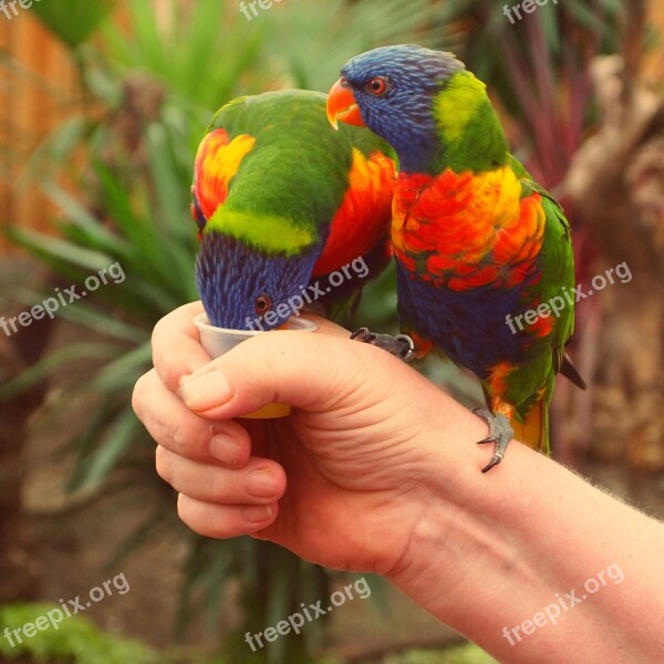 Rainbow Lorikeet Birds Parrot Coloured Hand