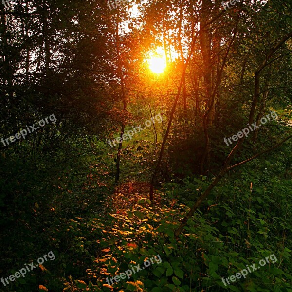 Sun Evening Sunset Nature Trees