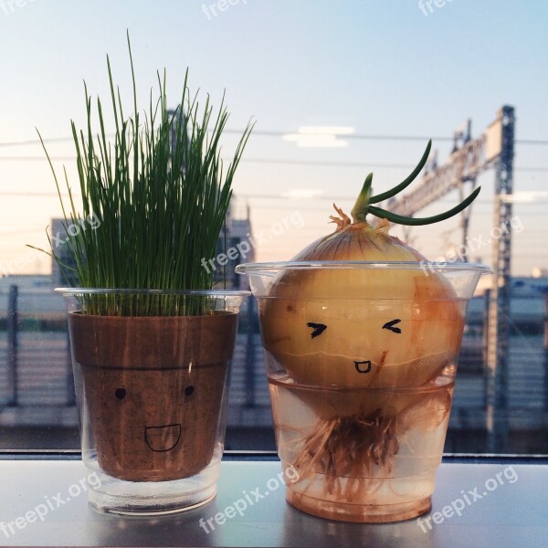 Onion Grass Potted Plant Expression Characters