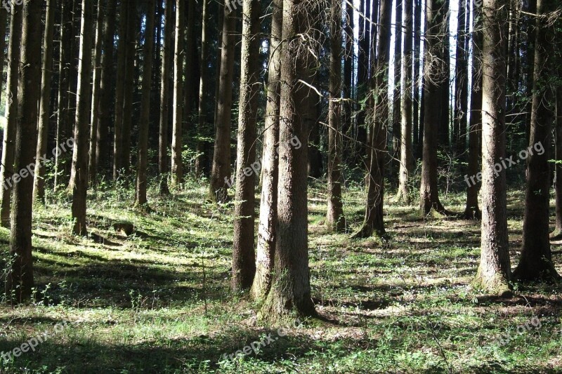 Forest Mood Atmosphere Trees Nature