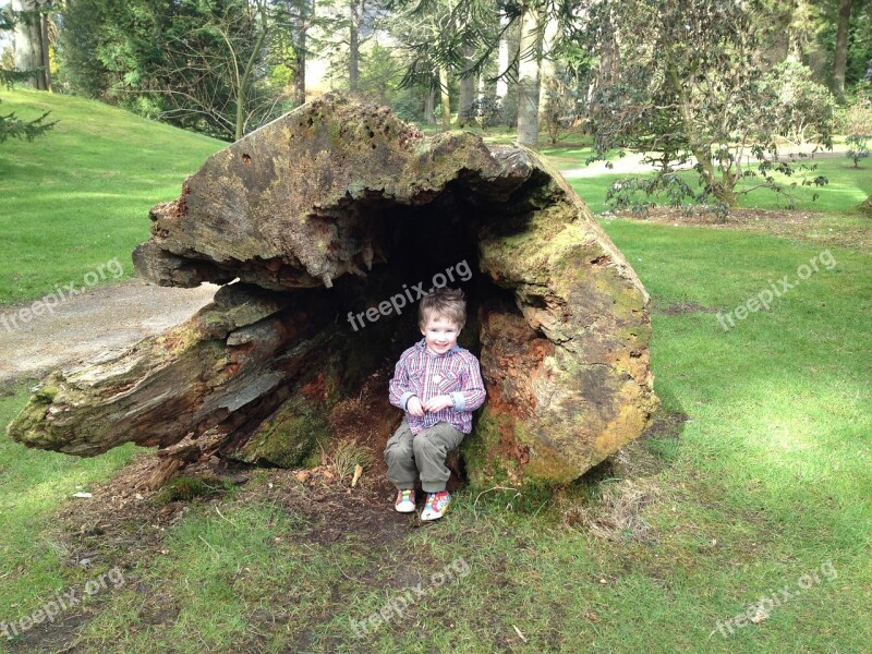 Tree Trunk Old Forest Nature Outdoor