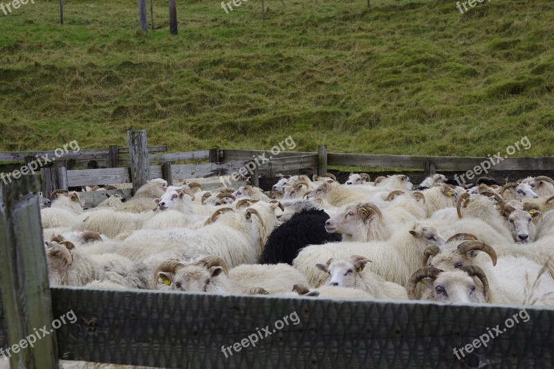 Sheep Iceland Farm Animal Agriculture