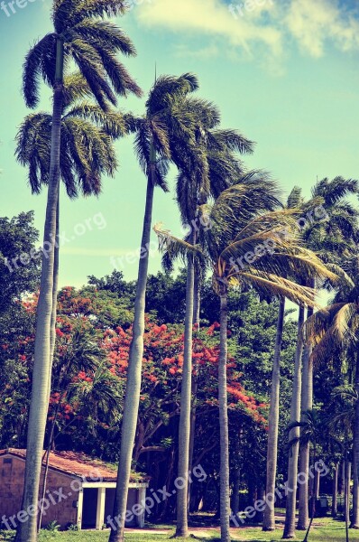 Florida Miami Palm Trees Sky Free Photos