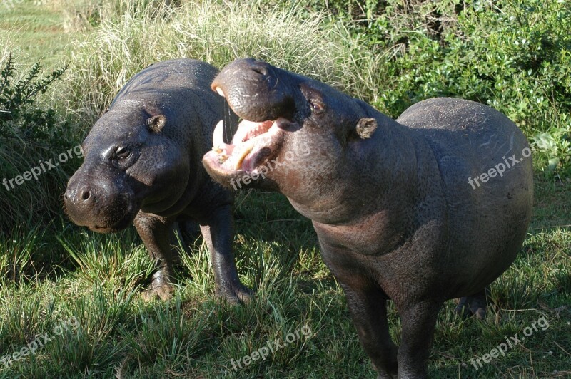 Pygmy Hippos Hippopotamus Pair Wildlife Nature