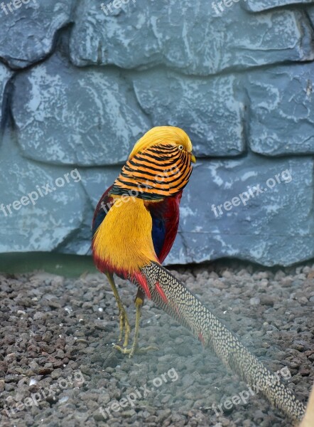 Goldfasan Pheasant-like Galliformes Species Bird