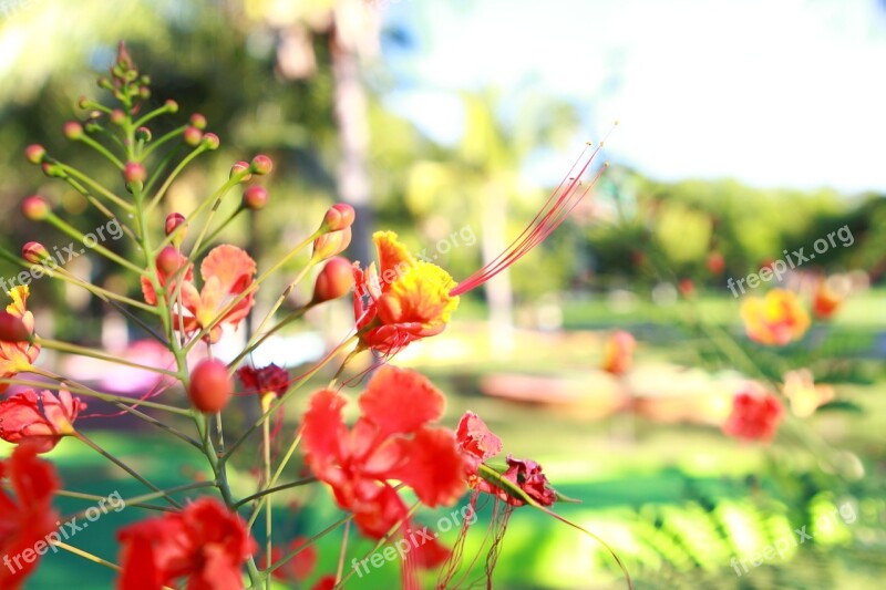 Flower Green Red Nature Garden