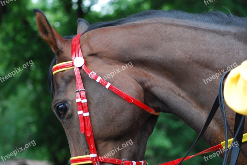 Race Horses Racecourse Free Photos