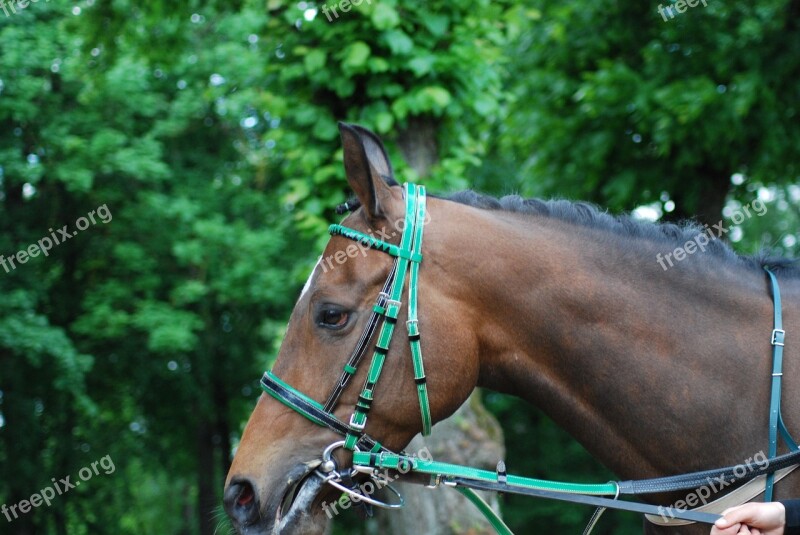 Race Horses Racecourse Free Photos