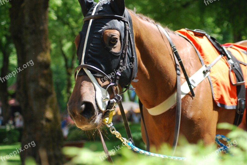 Race Horses Racecourse Free Photos