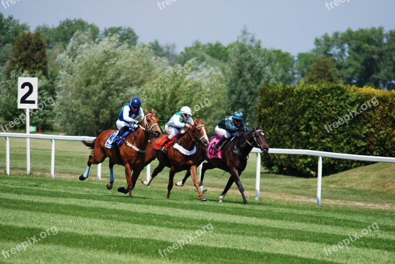 Race Horses Racecourse Free Photos