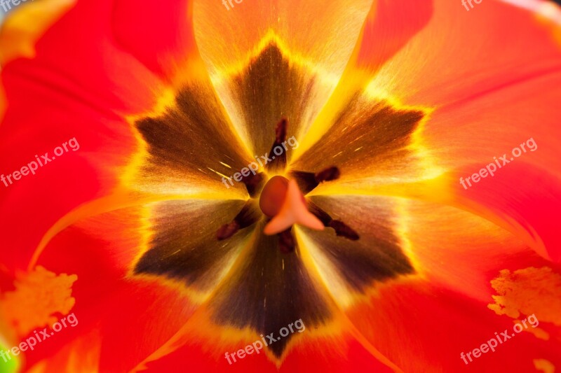 Tulip Stamp Stamens Lily Spring