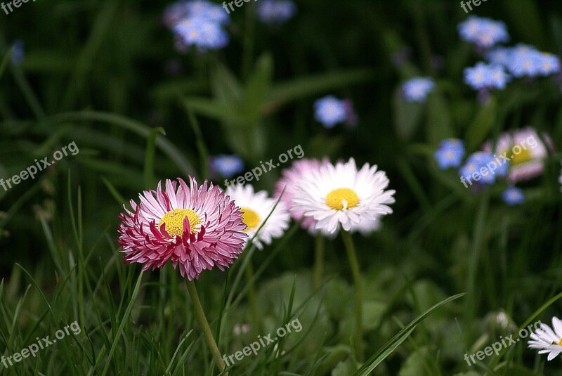 Flowers Small Flowers Garden Flowers Daisies Nots