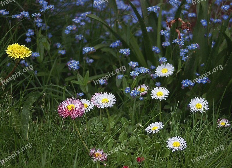 Flowers Small Flowers Garden Flowers Daisies Nots