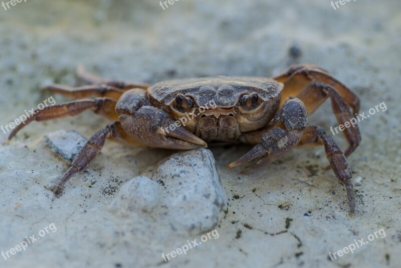 Cancer Animal Close Up Free Photos