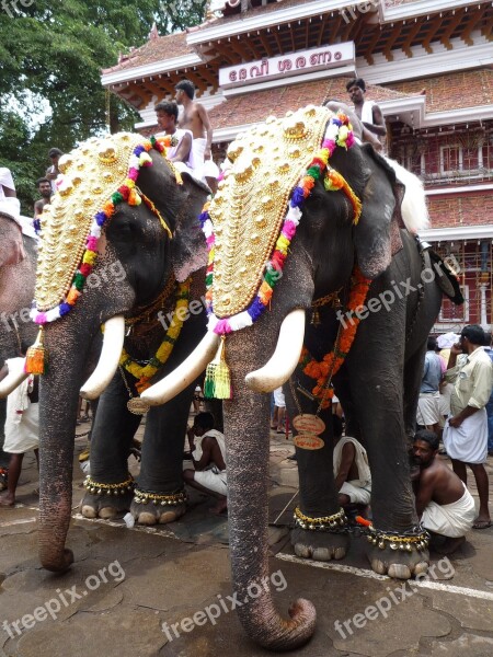 Elephants Indian Kerala Festival South India