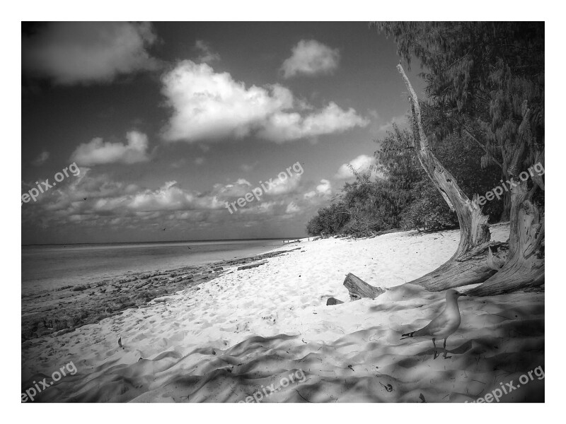 Heron Island Australia Black And White Scenery Landscape