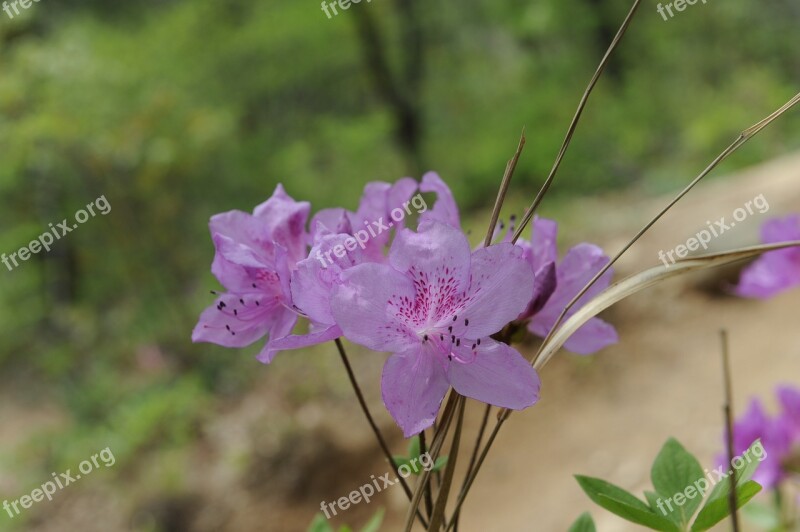 Azalea Royal Azaleas Spring Flowers Mountain