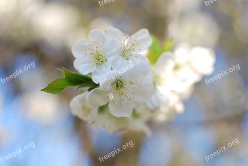 Višeň White Flower Spring Nature Flower