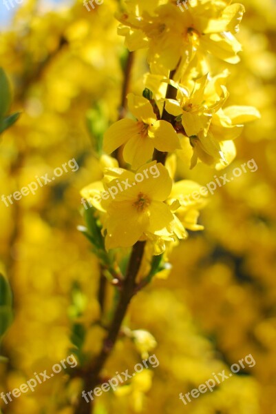 Twig Laburnum Spring Yellow Nature