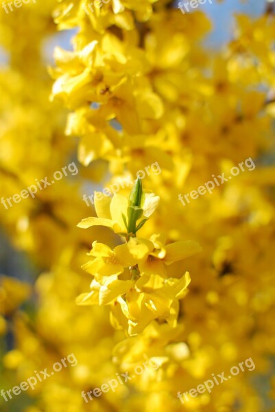 Ticket Laburnum Spring Yellow Nature