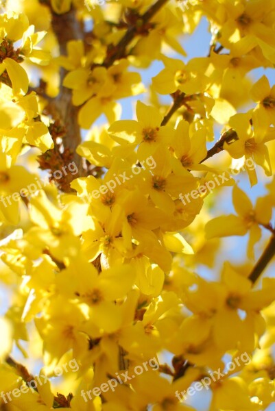 Laburnum Spring Yellow Nature Flower