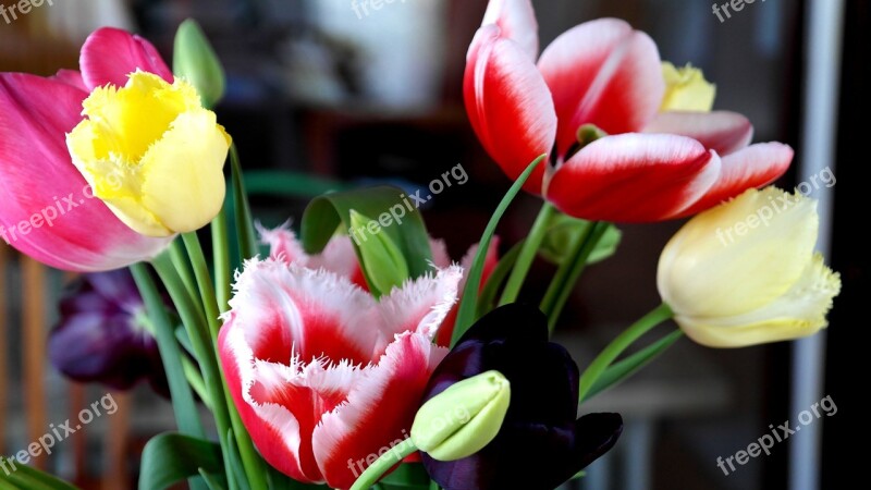 Tulips Red Pink Lily Plant