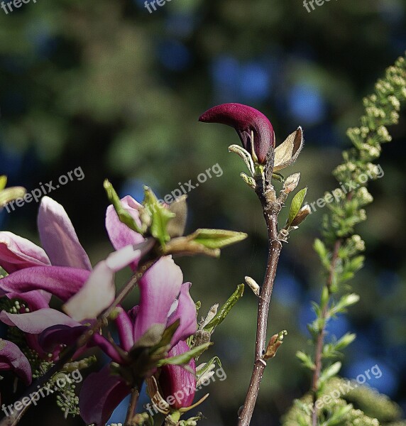 Magnolia Flower Magnolia Flower Spring Flourishing