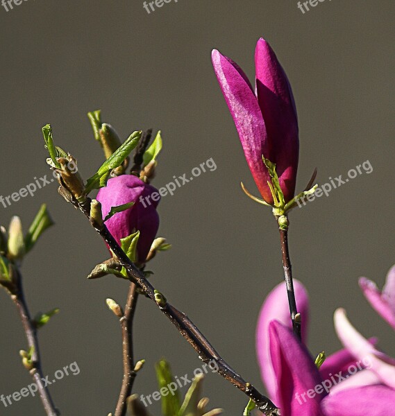 Magnolia Flower Magnolia Flower Spring Flourishing