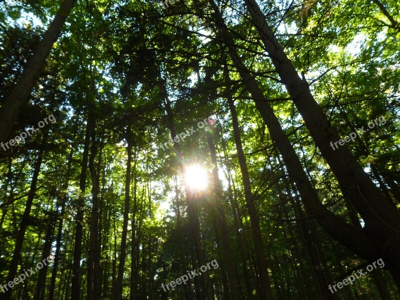 Forest Sunlight Nature Tree Foliage