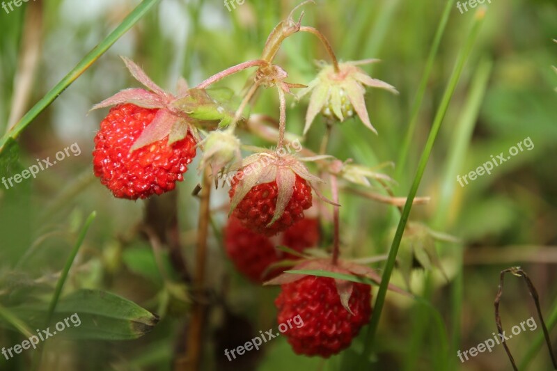 Red Strawberries Wild Strawberries Fruit Fresh