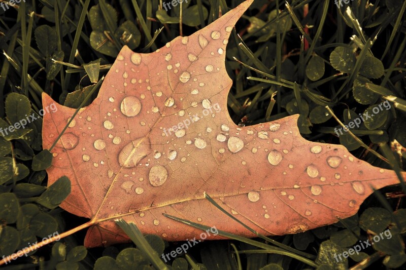 Leaf Fall Autumn Maple Brown