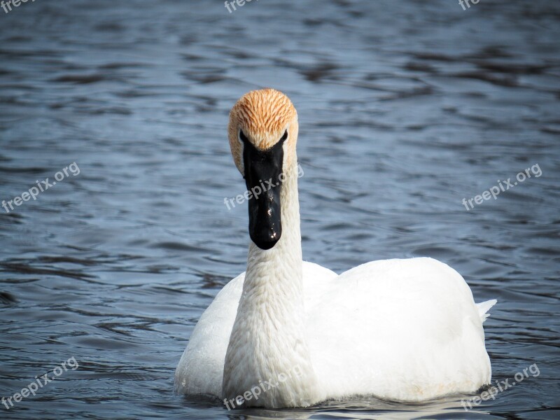 Swan Bird White Black Beak Pond