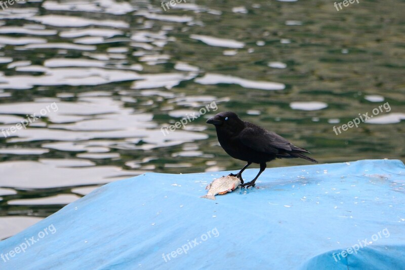 Raven River Animal World Boat Cover Fish