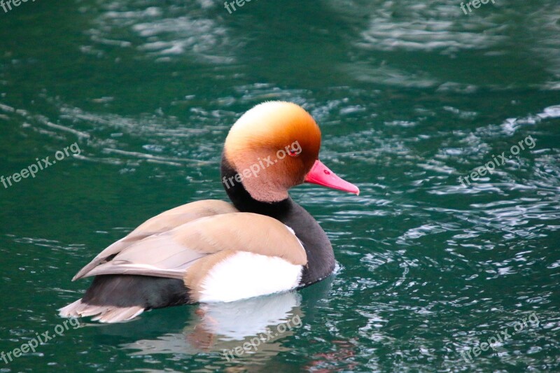 Duck River Water Animals Waterfowl Mandarin Ducks